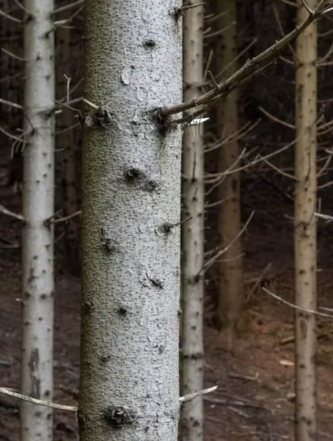 norway-spruce